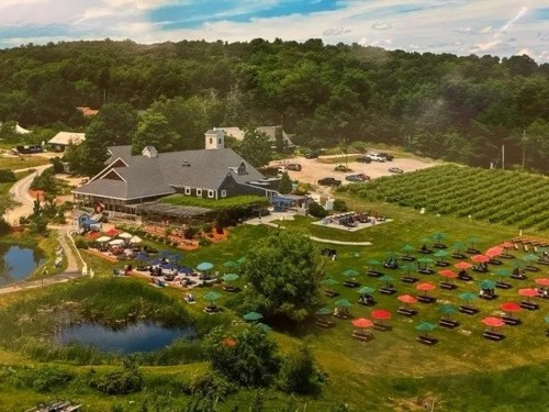Aerial view of a vineyard with colorful umbrellas, a large building, and parked cars surrounded by greenery and water.