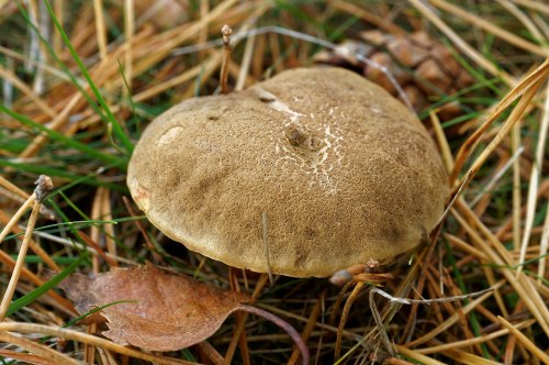 A brown, heart-shaped mushroom growing on the ground among grass and fallen leaves.