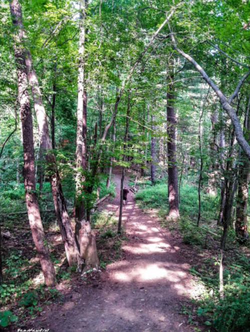 A winding dirt path through a lush green forest with tall trees and dense foliage.