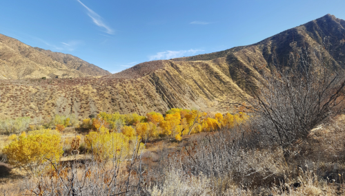 A scenic view of rolling hills with golden autumn trees in a dry landscape under a clear blue sky.