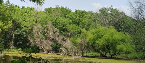 Lush green trees surround a calm pond, with some trees leaning over the water and a clear blue sky above.