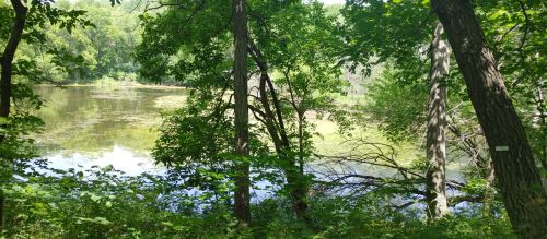 Lush green trees frame a serene pond, reflecting the vibrant foliage on a sunny day.