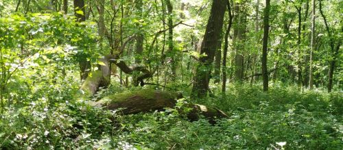Lush green forest with tall trees, dense foliage, and a fallen log covered in moss. Sunlight filters through the leaves.