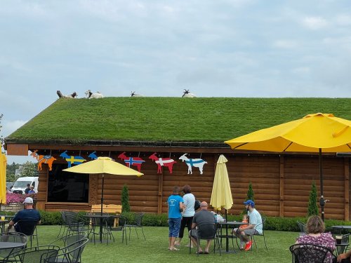 A wooden building with goats on a grassy roof, colorful cow decorations, and people sitting at outdoor tables.