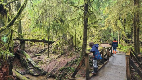 Two children explore a lush, green forest with moss-covered trees and a wooden walkway.