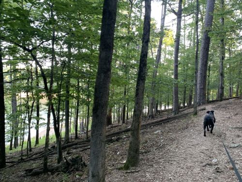 A black dog walks along a gravel path in a wooded area, surrounded by tall trees and greenery.