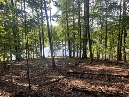 A serene forest scene with tall trees and a glimpse of a calm lake in the background, dappled sunlight filtering through.