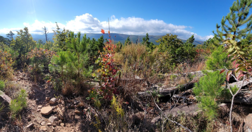 A scenic view of a forested landscape with colorful foliage, mountains in the background, and a clear blue sky.
