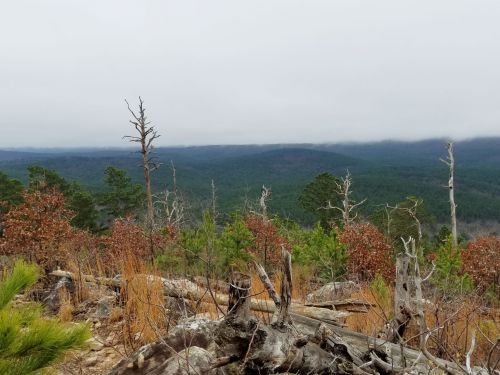 A misty landscape view from a hilltop, featuring green trees and dry, brown foliage under a cloudy sky.