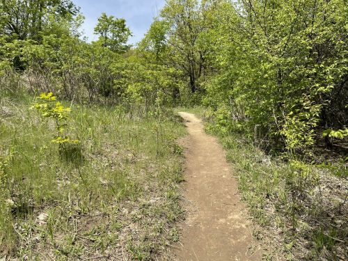 A narrow dirt path winds through lush green vegetation and trees on a sunny day.