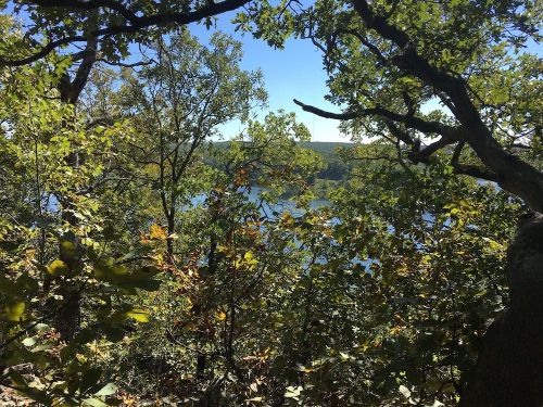 A serene view of a lake framed by lush green trees under a clear blue sky.