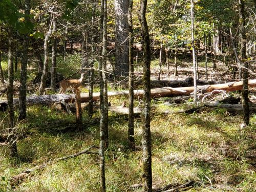 A deer stands among trees in a forest, with fallen logs and tall grass surrounding it.