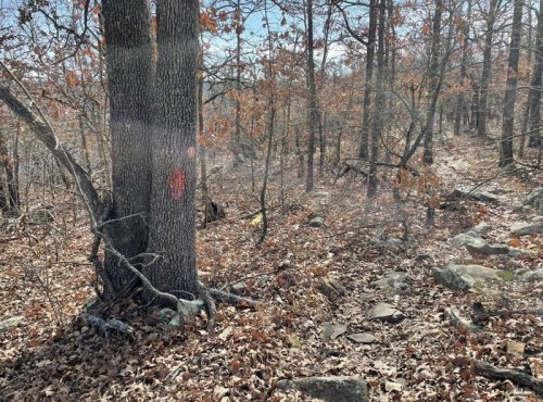 A wooded area with a large tree, scattered rocks, and fallen leaves, under a clear blue sky.