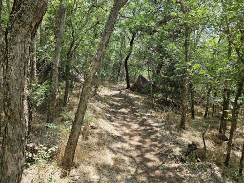 A narrow dirt path winding through a lush green forest with trees on either side.