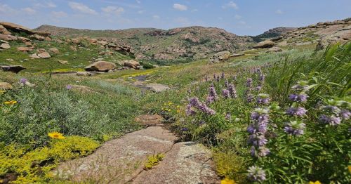 A scenic landscape featuring a rocky path surrounded by vibrant wildflowers and rolling green hills under a blue sky.