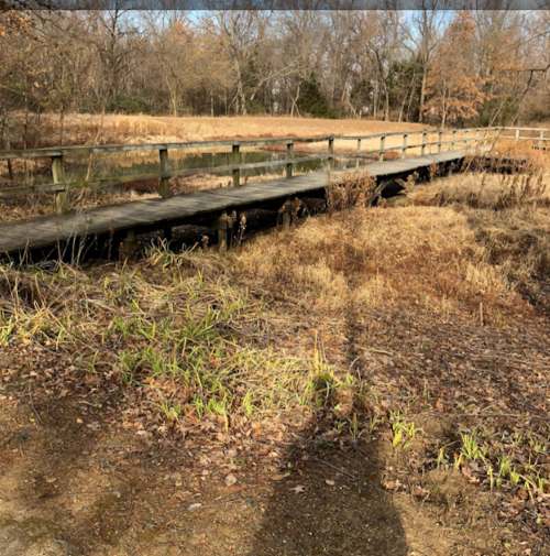 A wooden bridge over dry grass and sparse trees in a natural setting during autumn.