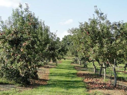 A sunny orchard with rows of apple trees and a grassy path between them, showcasing ripe apples on the branches.