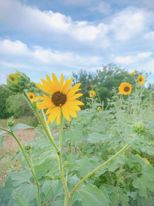 A vibrant sunflower stands tall among a field of sunflowers under a blue sky with fluffy clouds.