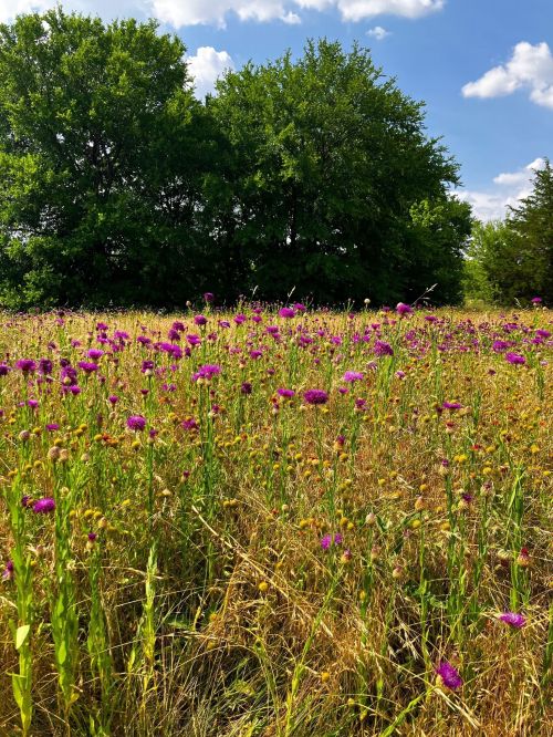A vibrant field of purple wildflowers surrounded by tall grass and green trees under a blue sky with fluffy clouds.
