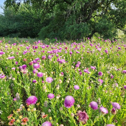 A vibrant field of purple and pink wildflowers under a sunny sky, with lush greenery in the background.