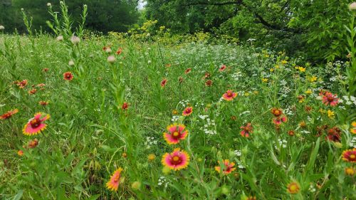 A vibrant field of wildflowers in various colors, surrounded by lush green grass and trees in the background.