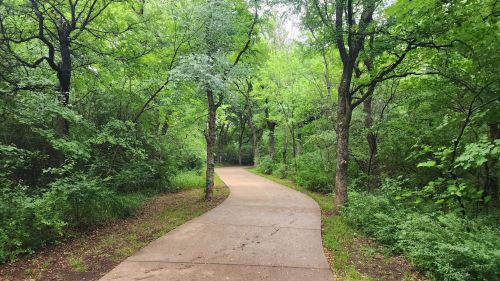 A winding path through a lush, green forest with trees and dense foliage on either side.