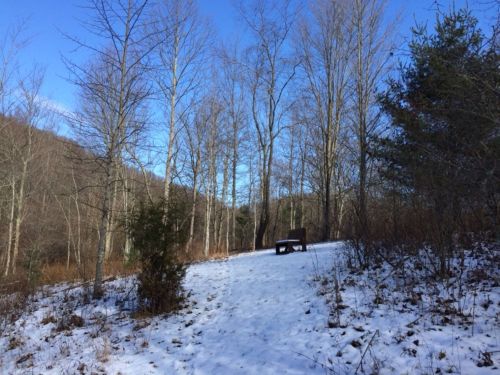 A snowy path in a forest with bare trees and a wooden bench under a clear blue sky.