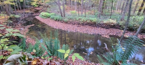 A serene forest scene with a winding creek surrounded by autumn foliage and fallen leaves.