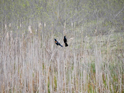 Two blackbirds with red and yellow accents perched among tall grasses in a natural wetland setting.