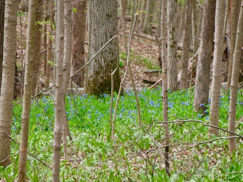A serene forest scene with tall trees and a carpet of blue flowers among green foliage on the forest floor.