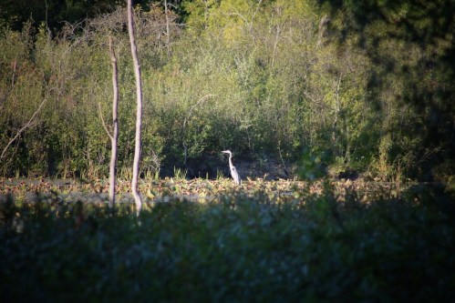 A heron stands among lush greenery and water lilies in a serene natural setting.