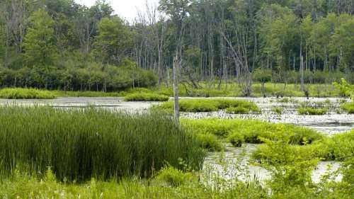 Lush wetland scene with tall grasses, green shrubs, and trees surrounding a calm, reflective water surface.