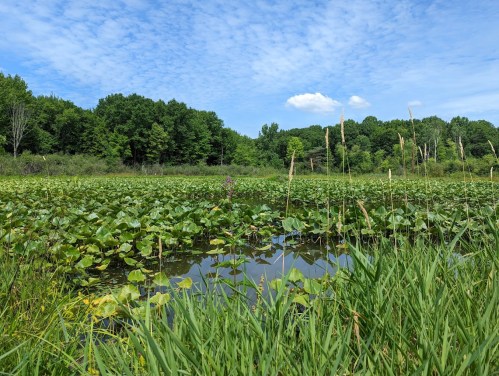 A serene wetland scene with lush green lily pads, tall grasses, and a blue sky with scattered clouds.