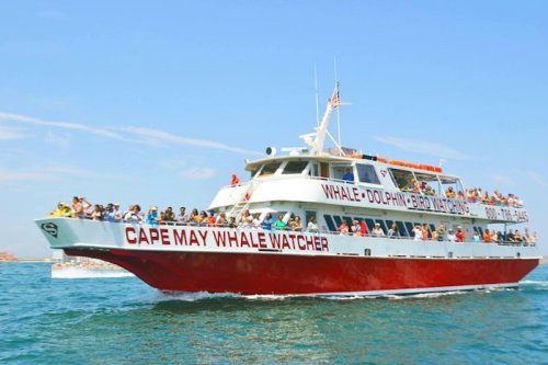 A crowded whale-watching boat with "Cape May Whale Watcher" signage sails on a clear blue ocean under a sunny sky.