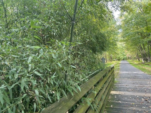 A wooden path lined with lush green plants and trees, leading through a serene natural setting.