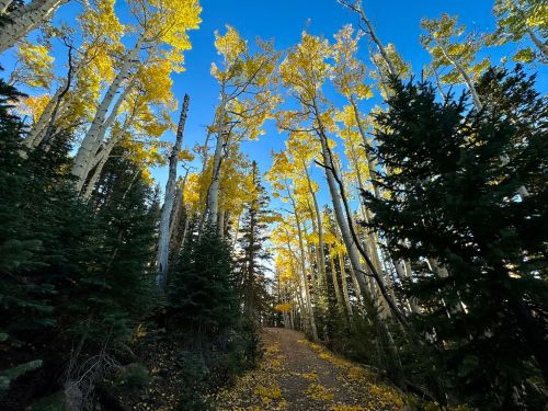 A scenic forest path lined with tall trees, showcasing vibrant yellow leaves against a clear blue sky.
