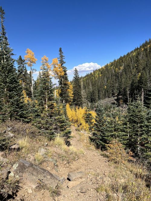 A scenic trail through a forest with green and golden trees under a clear blue sky.