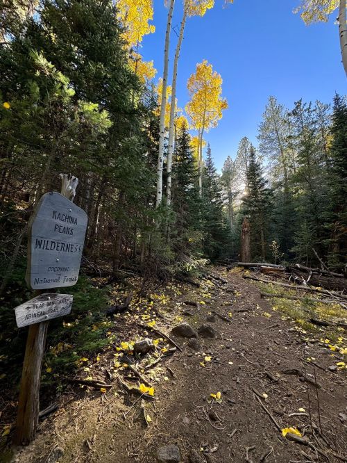 A forest trail in Kachina Peaks Wilderness, surrounded by tall trees and autumn leaves under a clear blue sky.