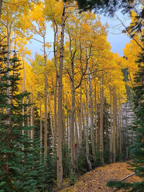 A serene forest scene with tall aspen trees displaying vibrant yellow leaves amidst green evergreens.