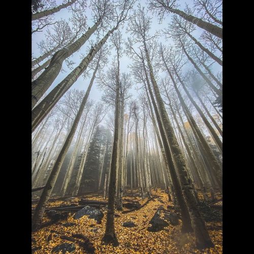 Tall trees with bare branches rise into a misty sky, surrounded by a carpet of yellow leaves on the forest floor.