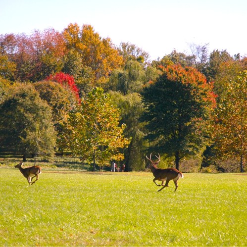 Two deer grazing in a vibrant autumn landscape with colorful trees and a clear blue sky.