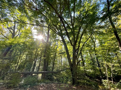 Sunlight filters through lush green trees in a serene forest, creating a peaceful and vibrant atmosphere.