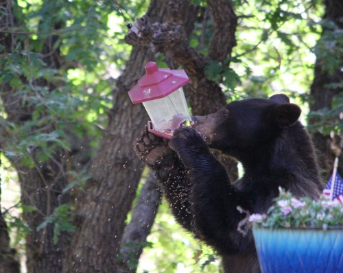 A bear is drinking from a hummingbird feeder, surrounded by trees and greenery.