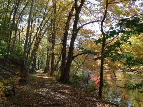 A serene forest path lined with trees in autumn colors, leading to a calm body of water.