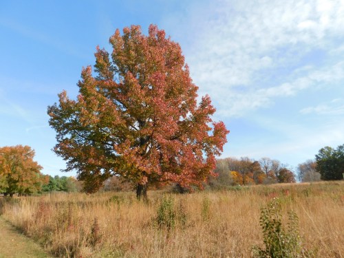 A large tree with vibrant red and orange leaves stands in a grassy field under a blue sky with scattered clouds.