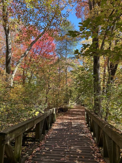 A wooden bridge surrounded by vibrant autumn foliage and clear blue skies.