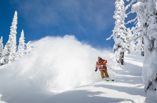 A skier in bright gear carves through fresh, powdery snow on a sunny day, surrounded by snow-covered trees.