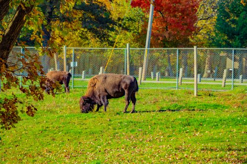 Two bison graze on green grass in a fenced area, surrounded by autumn trees with colorful leaves.