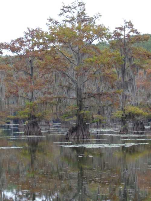 A serene swamp scene featuring cypress trees with autumn foliage reflected in still water.