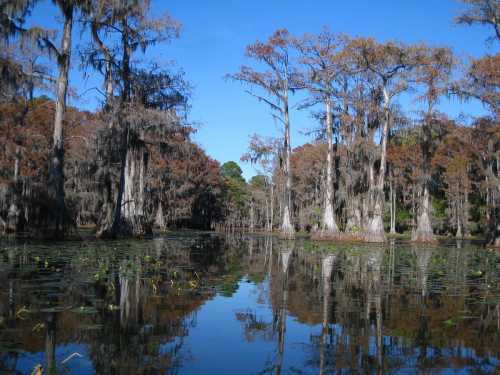 A serene swamp scene with cypress trees reflected in calm water under a clear blue sky.